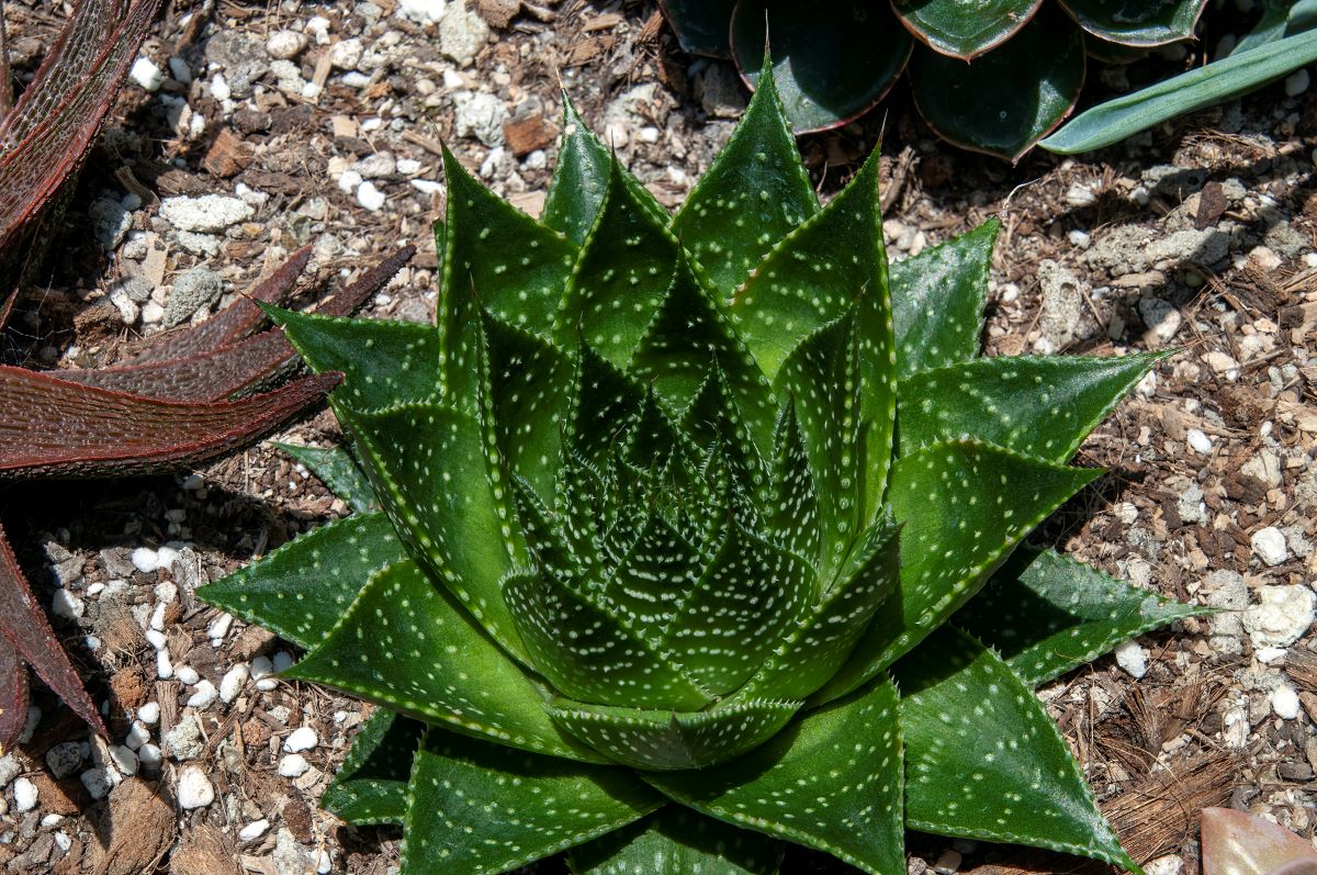 Aloe aristata